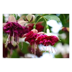 Фуксия рассада