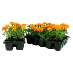 Бархатцы рассада