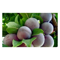 Слива РЕНКОЛД СОВЕТСКИЙ