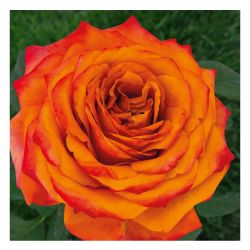 Роза ПЕРСИКОВЫЙ ЛИКЕР /Семена Алтая/