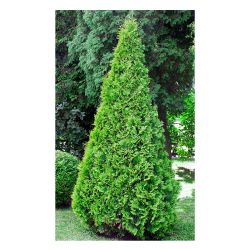 Туя западная СМАРАГД