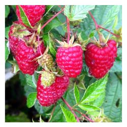 Малина КАРАМЕЛЬКА /Поиск/