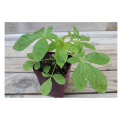 Клеома рассада