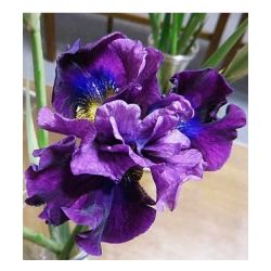 Ирис Бандл ов Джой