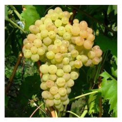 Виноград КИШМИШ 342 /Садовый рай/