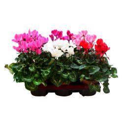 Цикламен микс