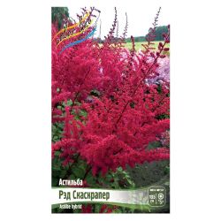 Астильба ред скаскрапер  КОЛОРЛАЙН