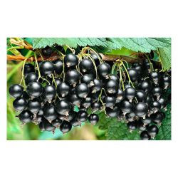 Смородина саженцы