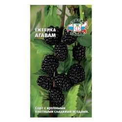 Ежевика семена агавам  СЕДЕК