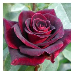 Роза ЧЕРНЫЙ ПРИНЦ /Семена Алтая/