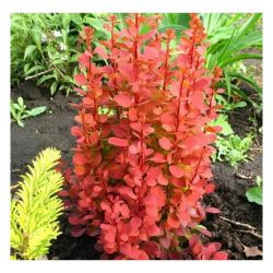 Барбарис Оранж Рокет