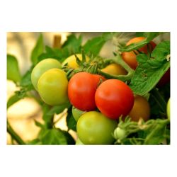 Томаты рассада