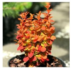 Барбарис Оранж Альф