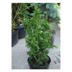 Туя западная ЗМАТЛИК 