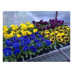 Виола рассада