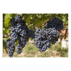 Виноград ЗАГАДКА ШАРОВА /Садовый рай/