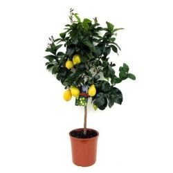 Цитрус Лимон Мейера
