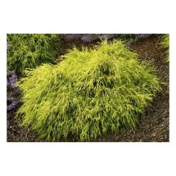 Кипарисовик САНГОЛД