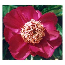 Пион БАРИНГТОН БЕЛЛ