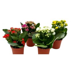 Каланхое Каландива микс