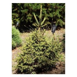 Ель обыкновенная ГОЛД ДАСТ