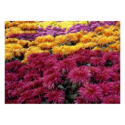 Хризантема рассада