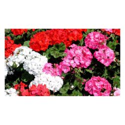 Герань рассада