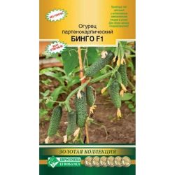 Огурец семена бинго  ЕВРОСЕМЕНА