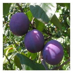 Слива ЕВРАЗИЯ