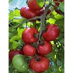 Томат семена натус  АГРОСЕМТОМС