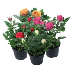 Роза Кордана