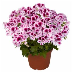 Пеларгония королевская