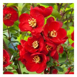 Айва кримзон энд голд  ПОИСК