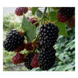 Ежевика ТОРНФРИ /КЛ/