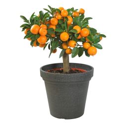 Цитрус Мандарин