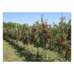 Яблоня саженцы