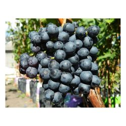 Виноград кишмиш черный  СЕМЕНА АЛТАЯ
