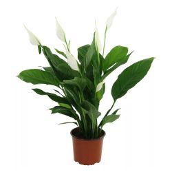 Спатифиллум