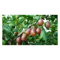 Крыжовник КАПТИВАТОР /КЛ/