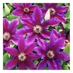 Клематис АКАИШИ