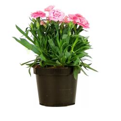 Гвоздика д-10,5  ЛИЮ