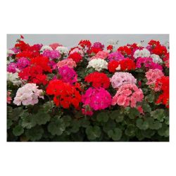 Пеларгония зональная