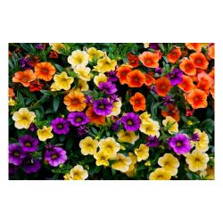 Калибрахоа рассада