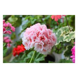 Пеларгония рассада