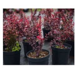 Барбарис саженцы