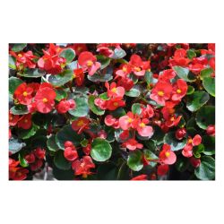 Бегония (Д-11)