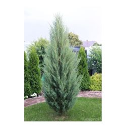 Можжевельник скальный БЛЮ АРРОУ