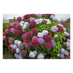 Гортензия крупнолистовая