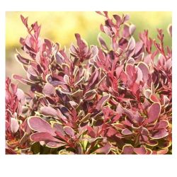 Барбарис Голден Руби