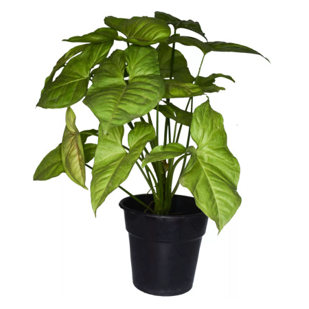 Спатифиллум